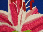 Stargazer Lily